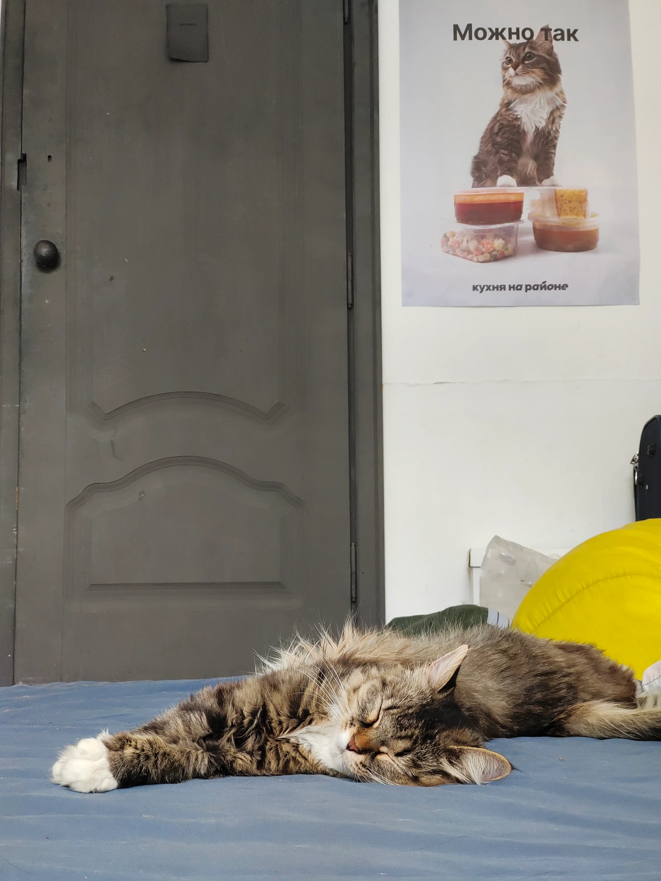 Кот у двери