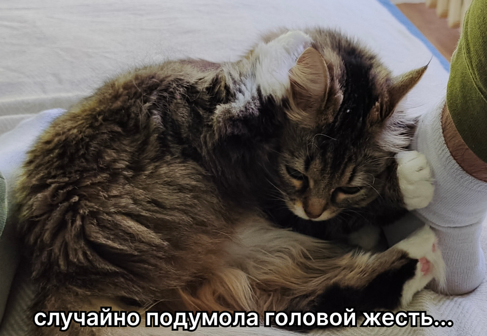Жесть